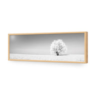 Lonely Snow Tree , B&W