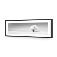 Lonely Snow Tree , B&W