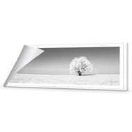 Lonely Snow Tree , B&W