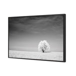Lonely Snow Tree BW