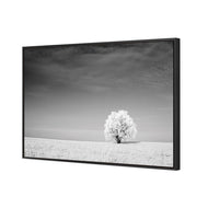 Lonely Snow Tree BW