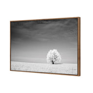 Lonely Snow Tree BW