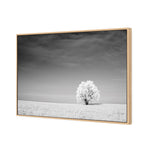 Lonely Snow Tree BW