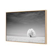 Lonely Snow Tree BW
