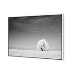 Lonely Snow Tree BW