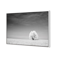 Lonely Snow Tree BW