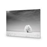 Lonely Snow Tree BW