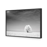 Lonely Snow Tree BW