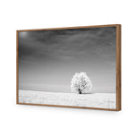 Lonely Snow Tree BW