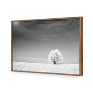 Lonely Snow Tree BW
