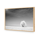 Lonely Snow Tree BW