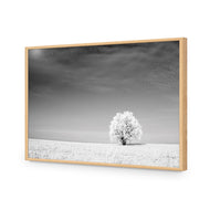 Lonely Snow Tree BW