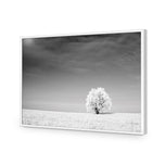 Lonely Snow Tree BW