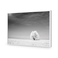 Lonely Snow Tree BW