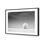 Lonely Snow Tree BW