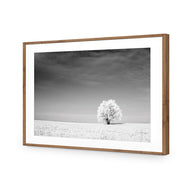 Lonely Snow Tree BW