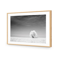 Lonely Snow Tree BW