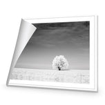 Lonely Snow Tree BW