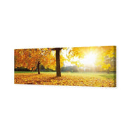 Autumn Sunshine