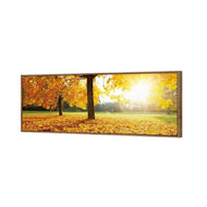 Autumn Sunshine