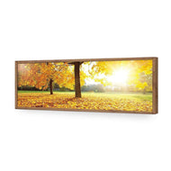 Autumn Sunshine