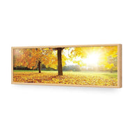 Autumn Sunshine