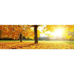 Autumn Sunshine