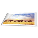 Elephant Trail