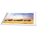 Elephant Trail