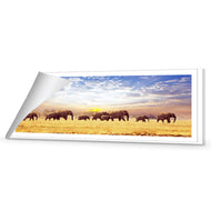 Elephant Trail