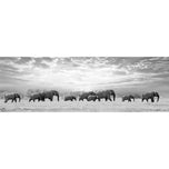 Elephant Trail , B&W