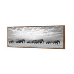 Elephant Trail , B&W