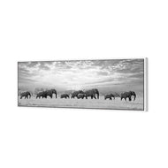 Elephant Trail , B&W