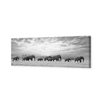 Elephant Trail , B&W
