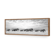 Elephant Trail , B&W