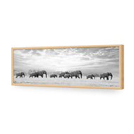 Elephant Trail , B&W