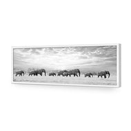 Elephant Trail , B&W