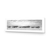 Elephant Trail , B&W