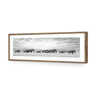 Elephant Trail , B&W