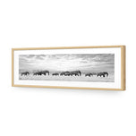 Elephant Trail , B&W