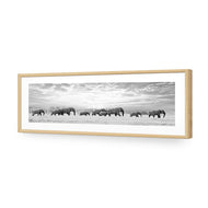 Elephant Trail , B&W