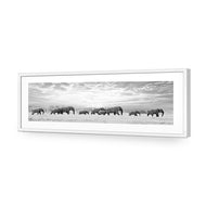 Elephant Trail , B&W