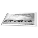 Elephant Trail , B&amp;W