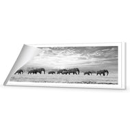 Elephant Trail , B&W