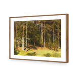 Woodland Sunshine By Ivan Shishkin