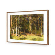 Woodland Sunshine By Ivan Shishkin