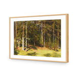 Woodland Sunshine By Ivan Shishkin