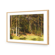 Woodland Sunshine By Ivan Shishkin