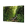 Romantic Rainforest