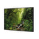 Romantic Rainforest